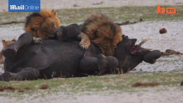 Watch moment hungry lion takes down fleeing elephant on his OWN - PHOTO+VIDEO