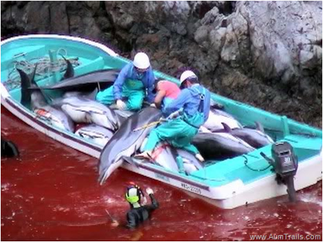 Stressed, bloody dolphins await slaughter in Japan's Taiji Cove - PHOTO+VIDEO