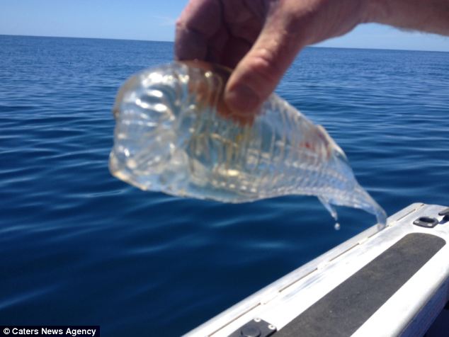 Transparent fish! - PHOTO