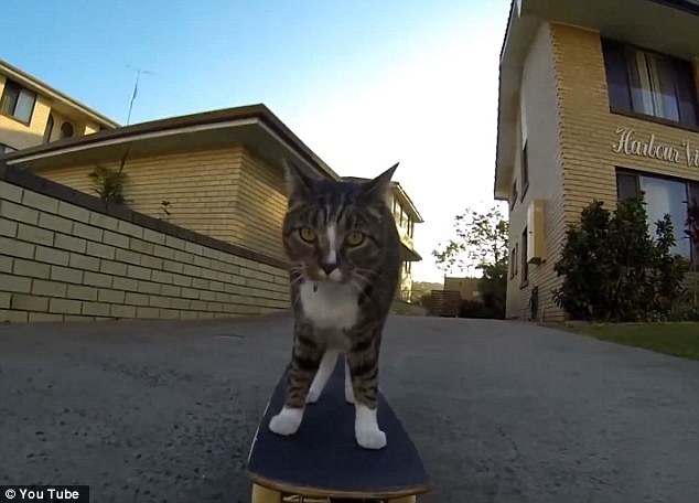 Skateboarding cat who lives life in the fast lane - PHOTO
