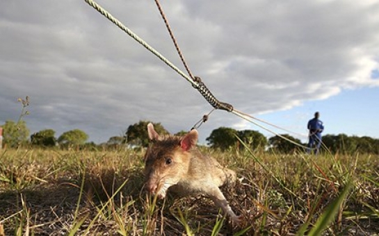 Giant rats put noses to work on Mozambique's landmines - PHOTO+VIDEO