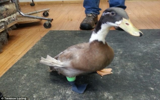 Dudley the duckling takes his first steps on a 3D printed leg