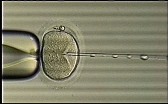 Utah university investigates suspected sperm switch