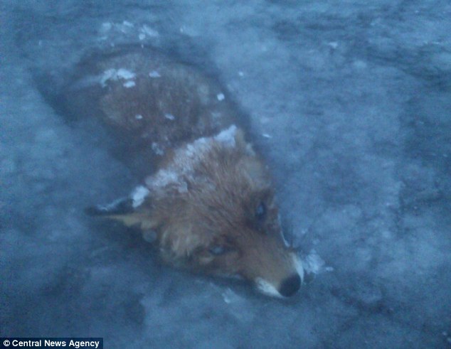 Fox becomes latest victim of Scandinavian chill after freezing in a lake - PHOTO