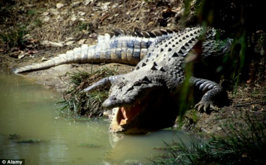 Boy,12, feared taken by a crocodile