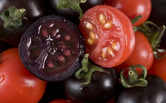 Scientists develop purple tomatoes to create 2,000l of modified fruit juice - PHOTO