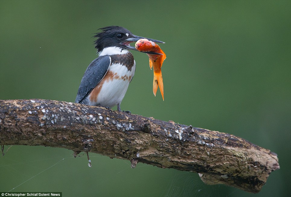 Kingfisher catches huge goldfish and wolfs it down in a single gulp - PHOTO