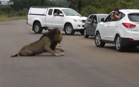 Video shows children out of a car window to photograph LIONS - VIDEO