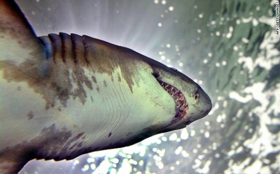 Shark culling begins in Western Australia, angering conservationists
