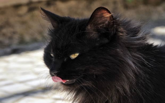 Italian man accused of adopting black cats to eat them