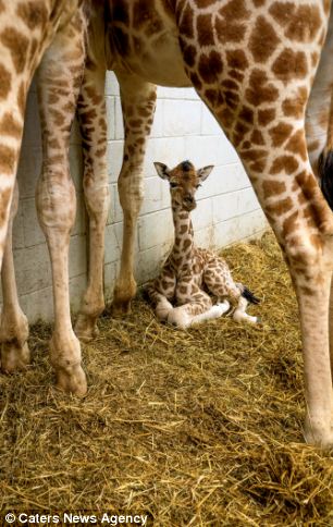 Astonishing moment endangered baby giraffe is born - PHOTO+VIDEO