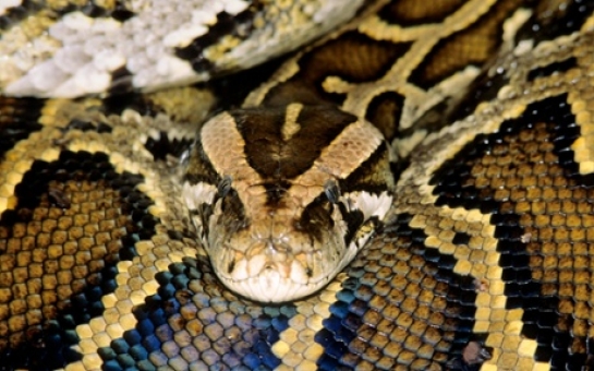 California home found packed with pythons