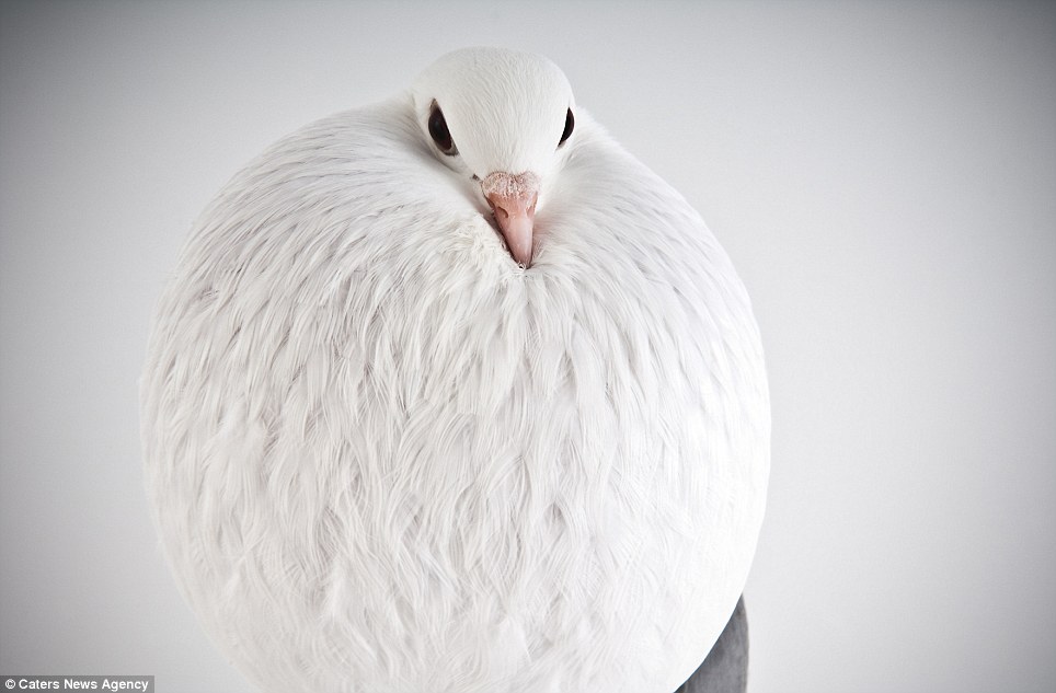 Here are some pigeons modelling, just because - PHOTO