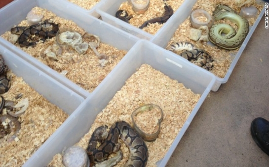 Hundreds of snakes, many decaying, found in house