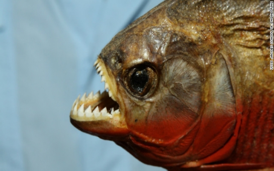 Man pleads guilty to smuggling nearly 40,000 piranhas