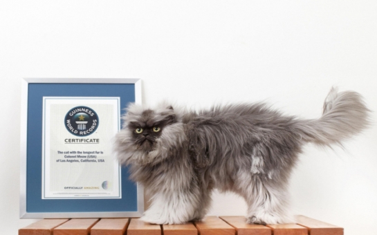 Internet mourns the cat with the longest hair in the world - PHOTO+VIDEO