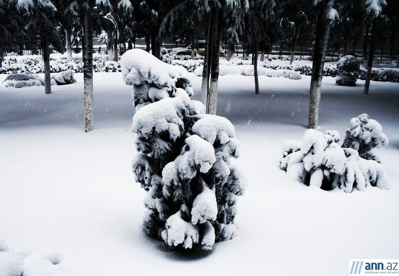 Snowfall in Sumgait - PHOTO