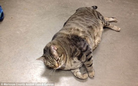 Fat cat needs a home