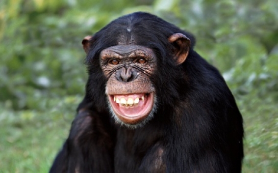 Humans are more than clever apes?