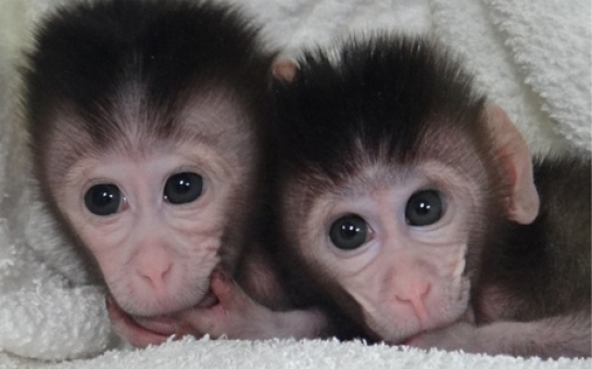 Genetically modified monkeys created with cut-and-paste DNA