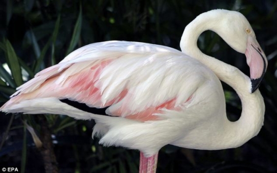 World's oldest flamingo dies aged 83