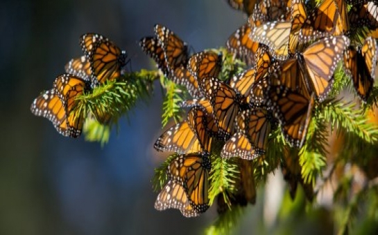 Monarch Butterfly Populations Hit Record-Low