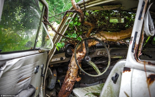 Thousands of automobiles rust away in Sweden's classic car graveyard