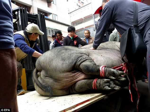 Pigs force-fed until they are ten-times the normal size - PHOTO