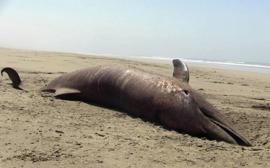 Over 400 dolphins found dead on Peru beaches