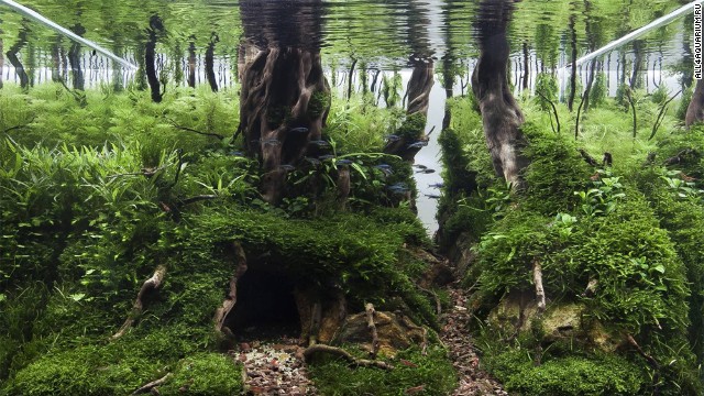 This is the eerie, beautiful world of aquascaping - PHOTO