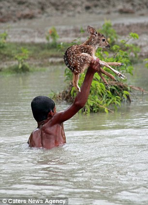 Heroic boy risks his life to save a drowning fawn - PHOTO