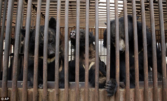 The bears born and bred to be killed for their BILE - PHOTO+VIDEO