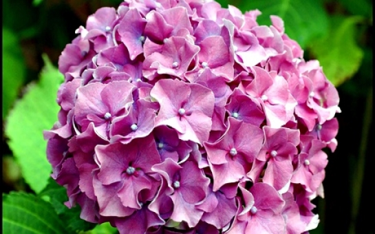 High danger hydrangea?