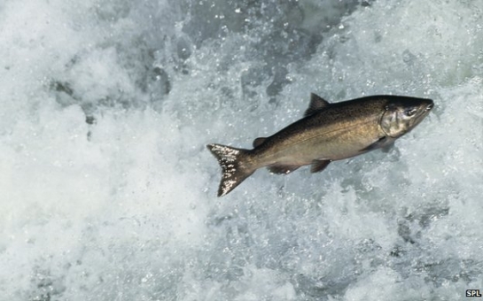 Pacific salmon migrate with a 'magnetic map'