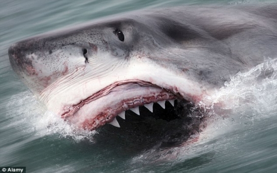 Man, 28, killed by great white shark - VIDEO