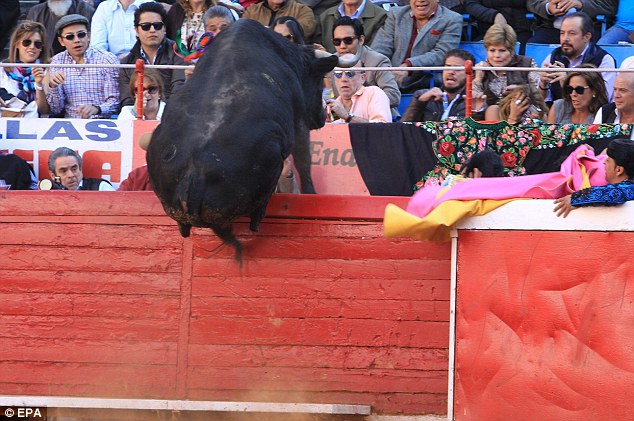 Half tonne bull attempts to flee Mexico's famous bullring - PHOTO