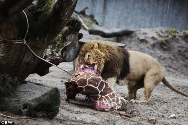 Zookeepers kill healthy baby giraffe with a bolt gun - PHOTO