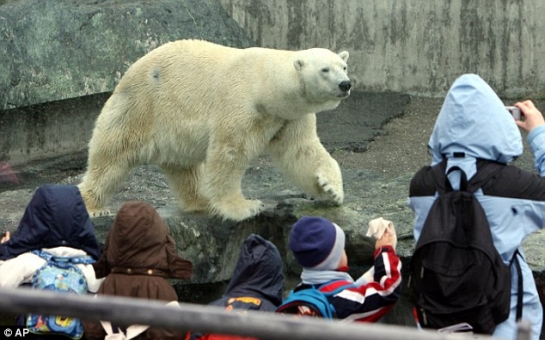 Polar bear dies after eating coat and bag