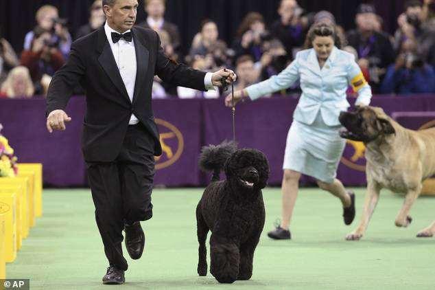 Wire fox terrier wins best in show at Westminster - PHOTO