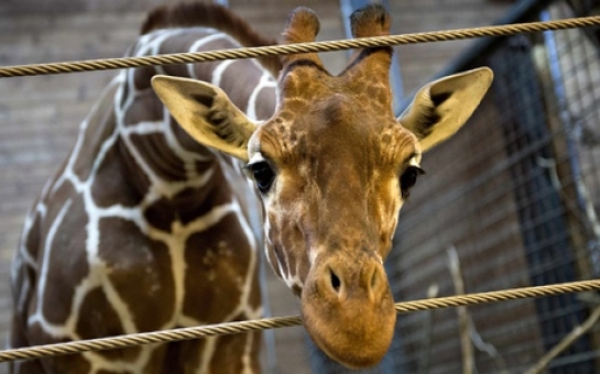 Second giraffe named Marius at risk of being put down in Denmark