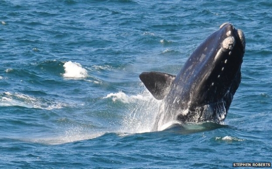 Scientists count whales from space