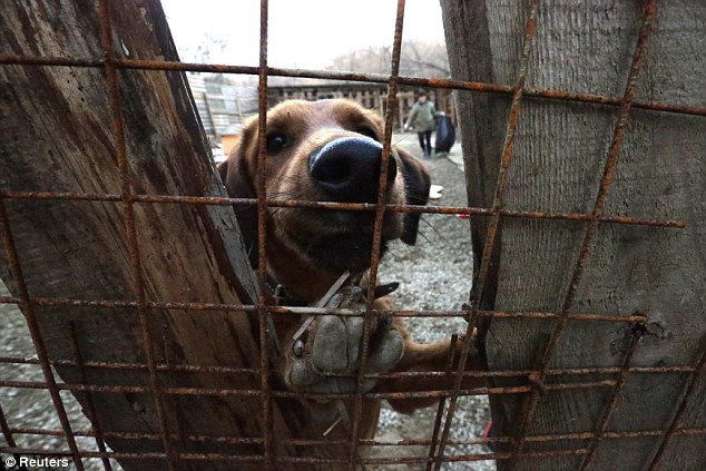 Dog lover Oleg Deripaska builds shelter for animals above Sochi - PHOTO