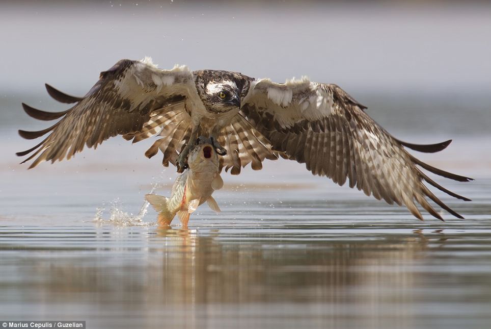 Osprey swoops to seize the prey - PHOTO