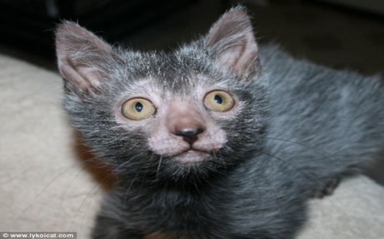 Breeders develop a CAT that looks like a WEREWOLF and acts like a DOG