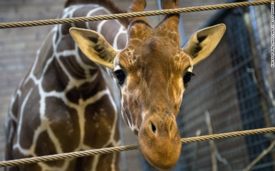 No plans to kill 2nd giraffe named Marius, Danish zoo says