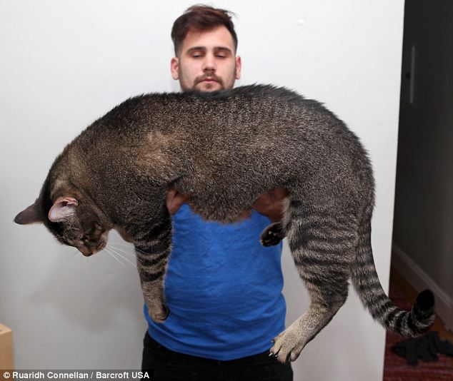 Pickles, the three-foot rescue cat weighing 21 pounds - PHOTO