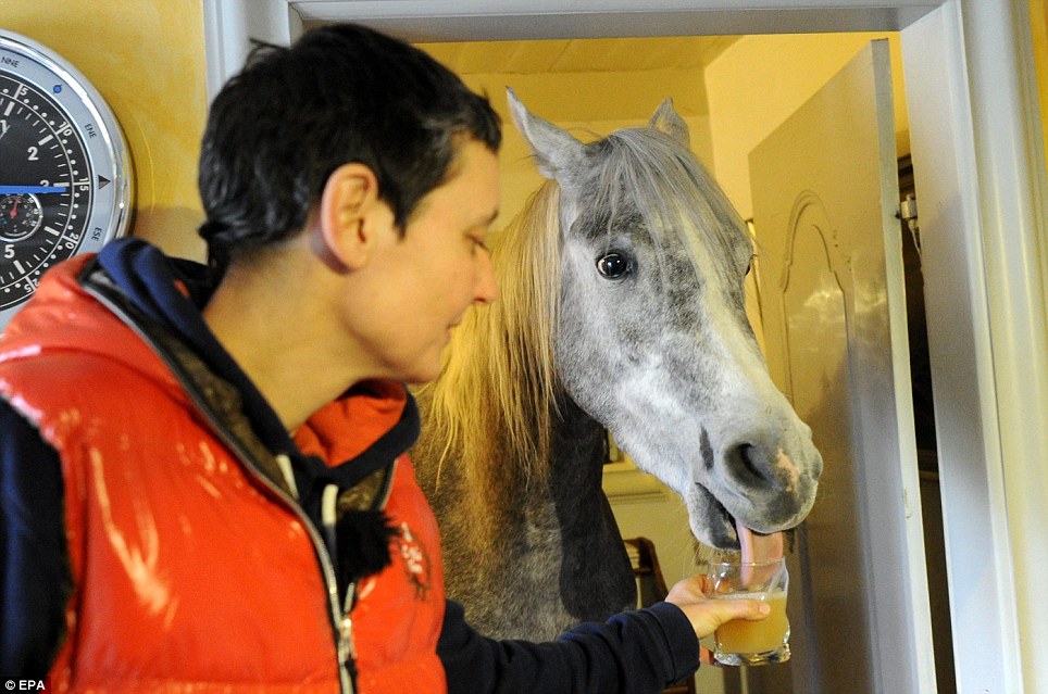 Nasar the horse sheltered from storms in owner's house - PHOTO