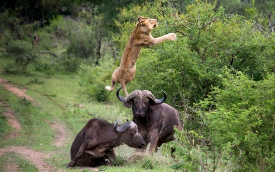 Buffalo Kills male lions. Buffalos get payback - VIDEO