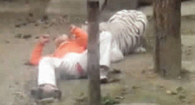 Depressed factory worker is mauled by Chinese zoo's white tiger - PHOTO+VIDEO