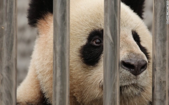 Panda dies suddenly in Chinese zoo amid mistreatment claims